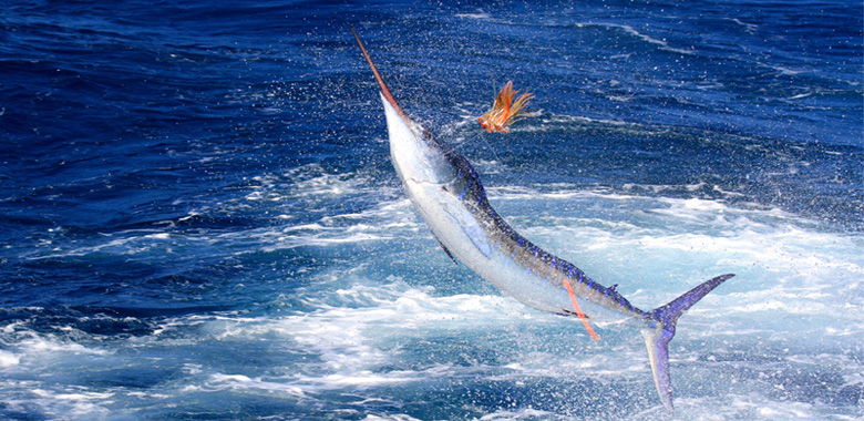 Big game fishing in Seychelles