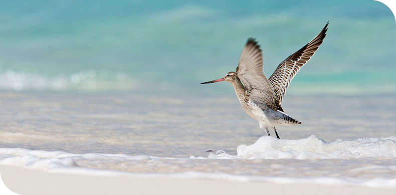 Air Seychelles charter flights