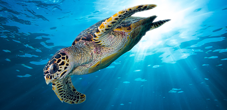 diving in Seychelles