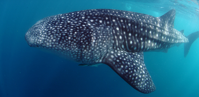 Diving in Seychelles